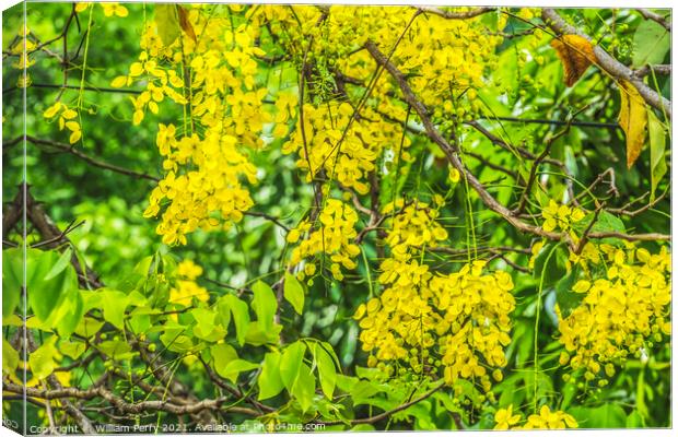 Golden Shower Yellow Flowers Tree Moorea Tahiti Canvas Print by William Perry