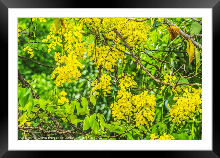 Golden Shower Yellow Flowers Tree Moorea Tahiti Framed Mounted Print by William Perry