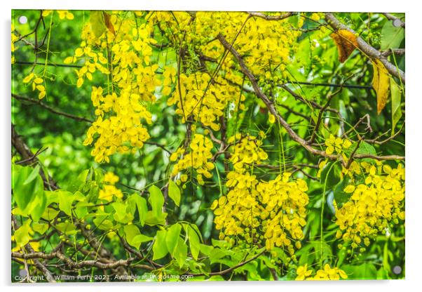 Golden Shower Yellow Flowers Tree Moorea Tahiti Acrylic by William Perry