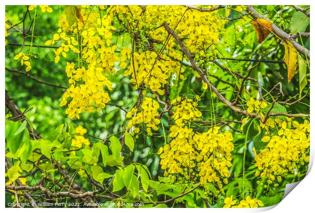 Golden Shower Yellow Flowers Tree Moorea Tahiti Print by William Perry