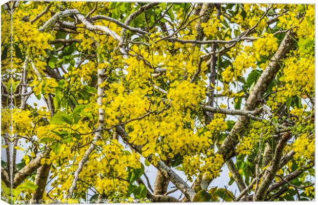 Golden Shower Yellow Flowers Tree Moorea Tahiti Canvas Print by William Perry