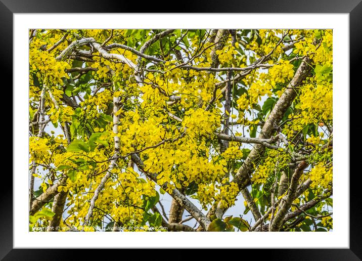 Golden Shower Yellow Flowers Tree Moorea Tahiti Framed Mounted Print by William Perry
