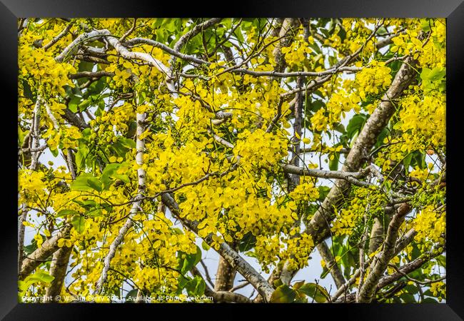 Golden Shower Yellow Flowers Tree Moorea Tahiti Framed Print by William Perry