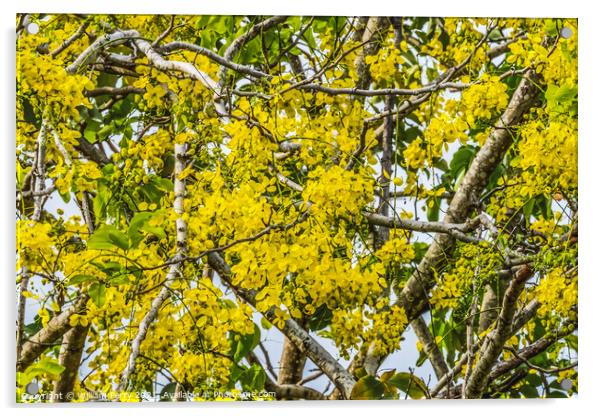 Golden Shower Yellow Flowers Tree Moorea Tahiti Acrylic by William Perry
