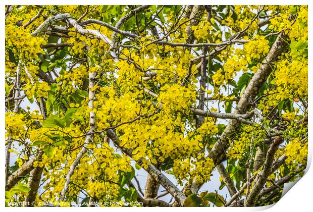 Golden Shower Yellow Flowers Tree Moorea Tahiti Print by William Perry