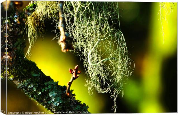 The Ethereal Beauty of Usnea Canvas Print by Roger Mechan