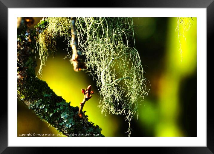 The Ethereal Beauty of Usnea Framed Mounted Print by Roger Mechan