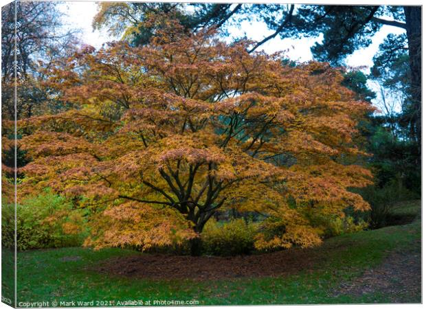 Golden Maple. Canvas Print by Mark Ward