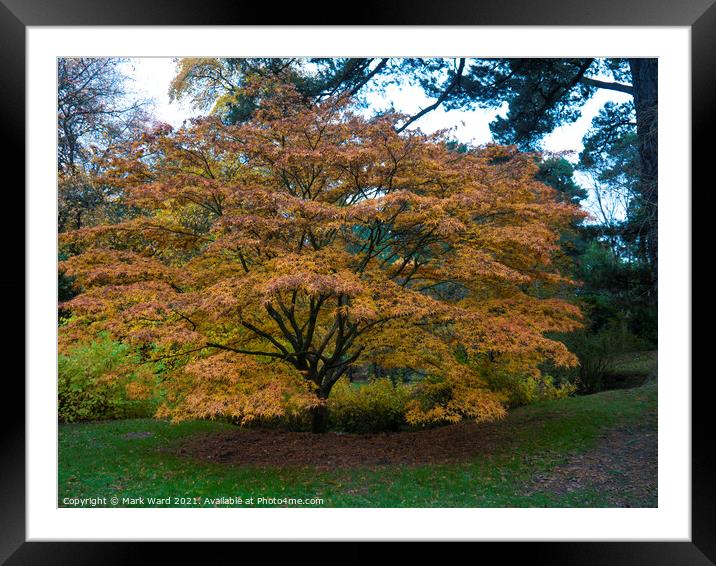 Golden Maple. Framed Mounted Print by Mark Ward