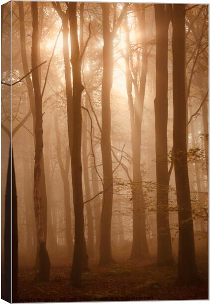 snlit misty woodland Canvas Print by Simon Johnson