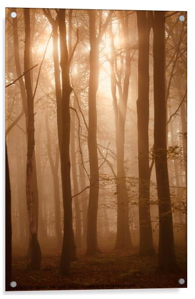 snlit misty woodland Acrylic by Simon Johnson
