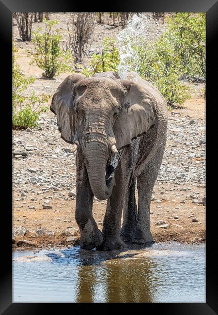 Elephant Blowing Water at Moringa Framed Print by Belinda Greb
