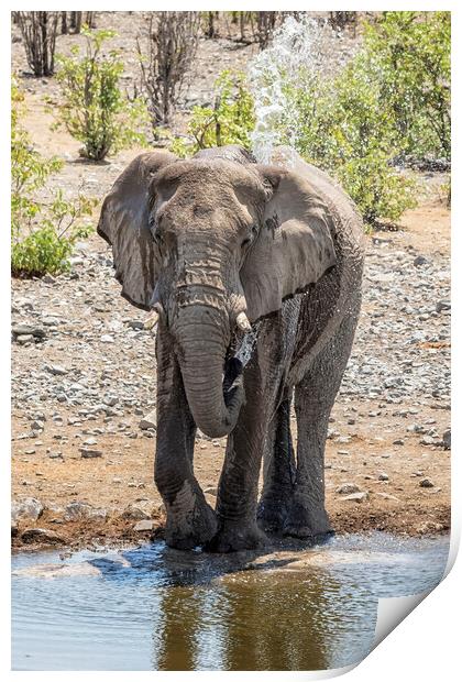 Elephant Blowing Water at Moringa Print by Belinda Greb