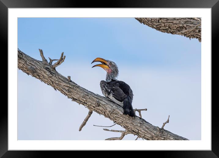 Southern Yellow-billed Hornbill Framed Mounted Print by Belinda Greb