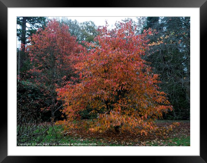 Flaming Autumn. Framed Mounted Print by Mark Ward