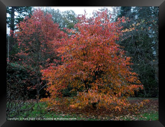 Flaming Autumn. Framed Print by Mark Ward