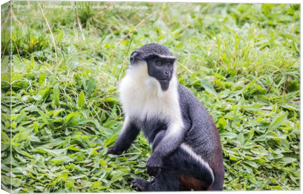 Endangered Roloway Monkey's Serene Repose Canvas Print by Holly Burgess