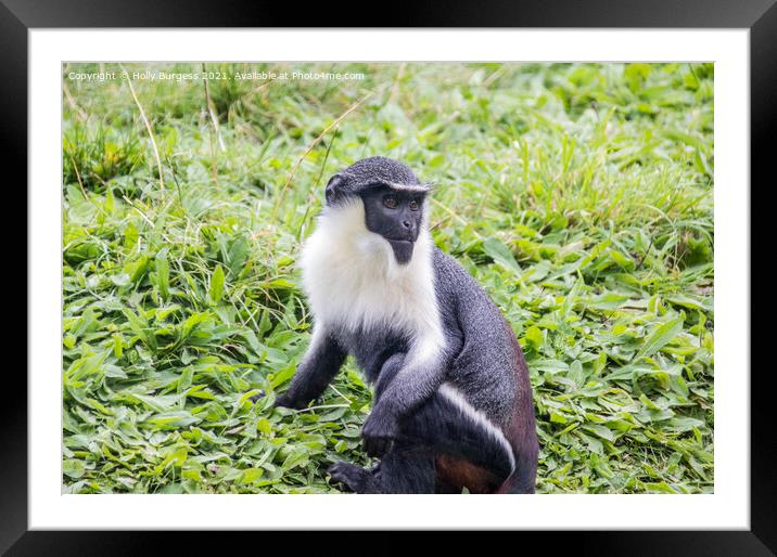 Endangered Roloway Monkey's Serene Repose Framed Mounted Print by Holly Burgess