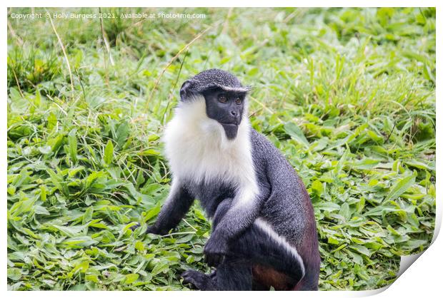 Endangered Roloway Monkey's Serene Repose Print by Holly Burgess