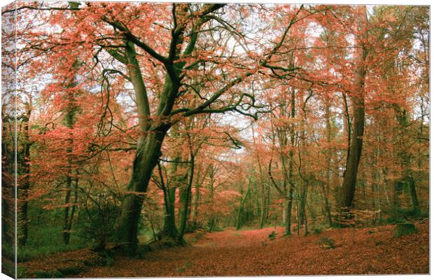 Autumn Woodland Scene Canvas Print by Dave Bell