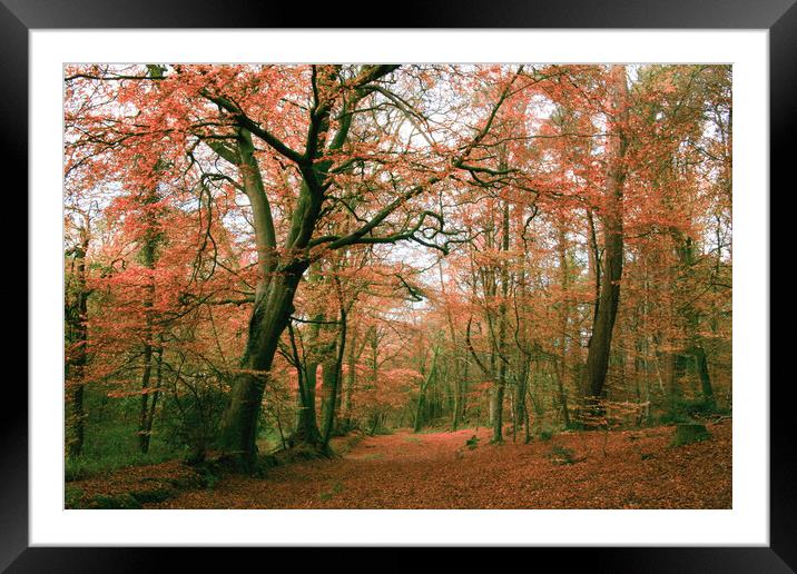 Autumn Woodland Scene Framed Mounted Print by Dave Bell