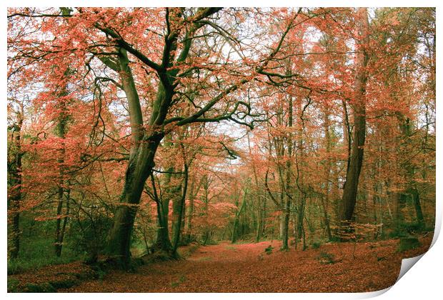 Autumn Woodland Scene Print by Dave Bell