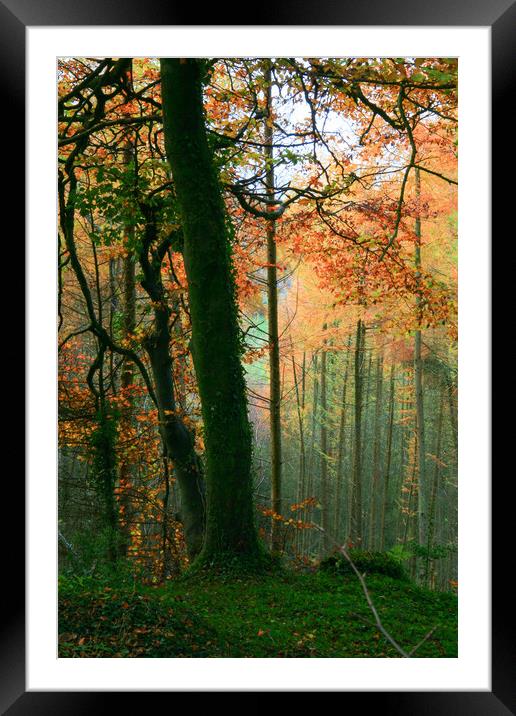Colorful Trees Framed Mounted Print by Dave Bell