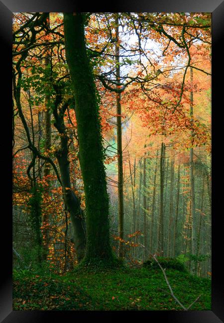 Colorful Trees Framed Print by Dave Bell