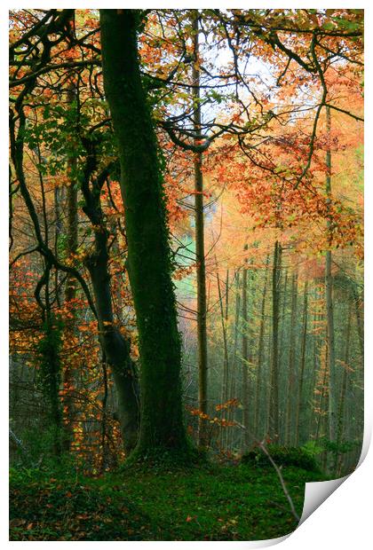 Colorful Trees Print by Dave Bell