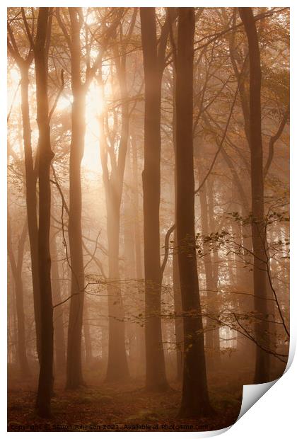 Beech Woodland Print by Simon Johnson