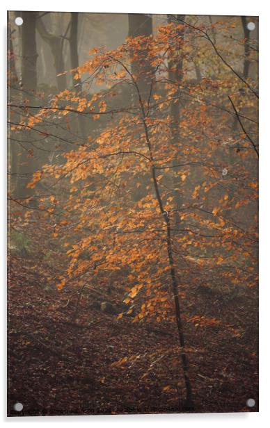 Autumn Beech tree Acrylic by Simon Johnson