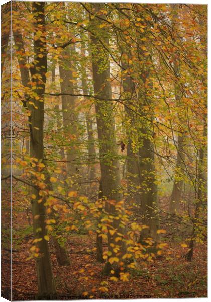 Beech woodland Canvas Print by Simon Johnson
