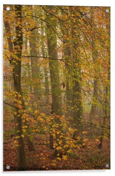 Beech woodland Acrylic by Simon Johnson