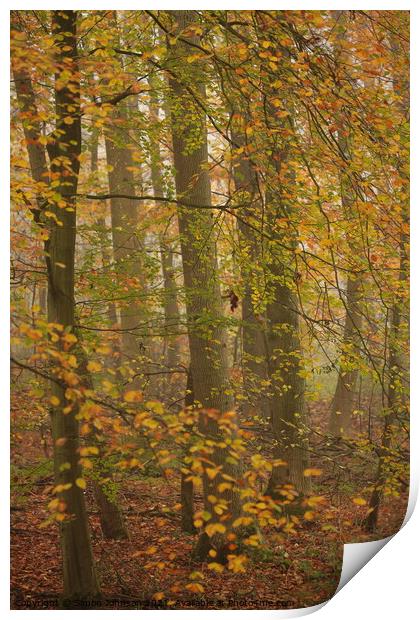 Beech woodland Print by Simon Johnson
