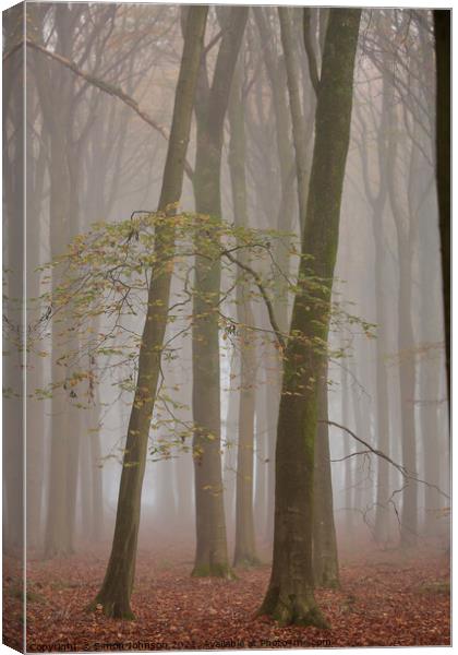 Woodland architecture Canvas Print by Simon Johnson