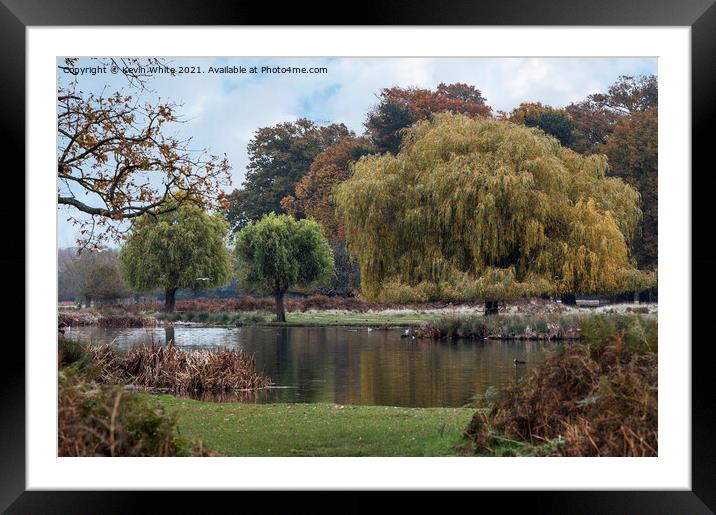 Autumn trees at Bushy Park Framed Mounted Print by Kevin White