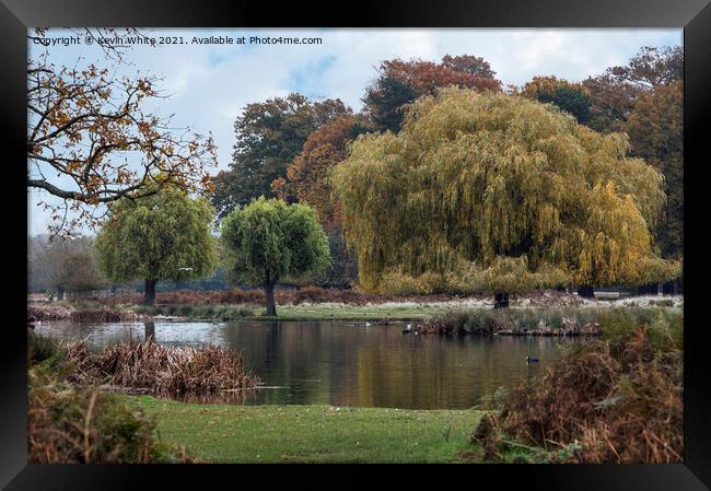 Autumn trees at Bushy Park Framed Print by Kevin White