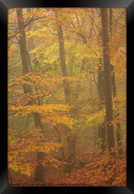 Misty Beech woodland Framed Print by Simon Johnson