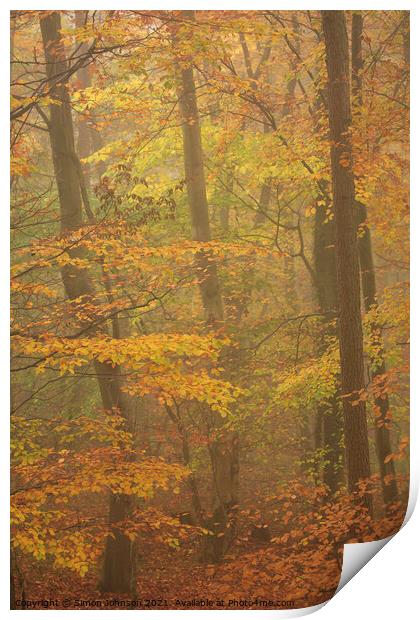 Misty Beech woodland Print by Simon Johnson