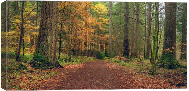 Dunkeld Autumn Woodland  Canvas Print by Anthony McGeever