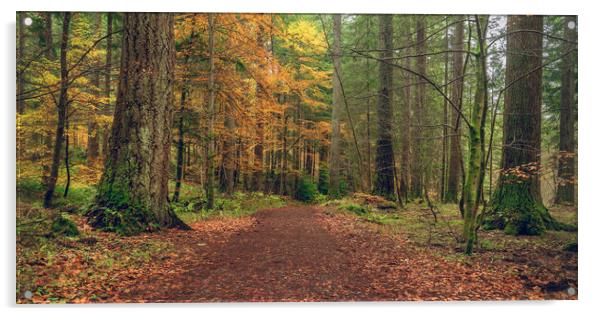 Dunkeld Autumn Woodland  Acrylic by Anthony McGeever