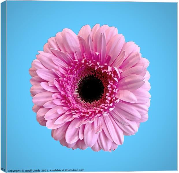 Pretty Pink Gerbera Daisy isolated on blue. Canvas Print by Geoff Childs