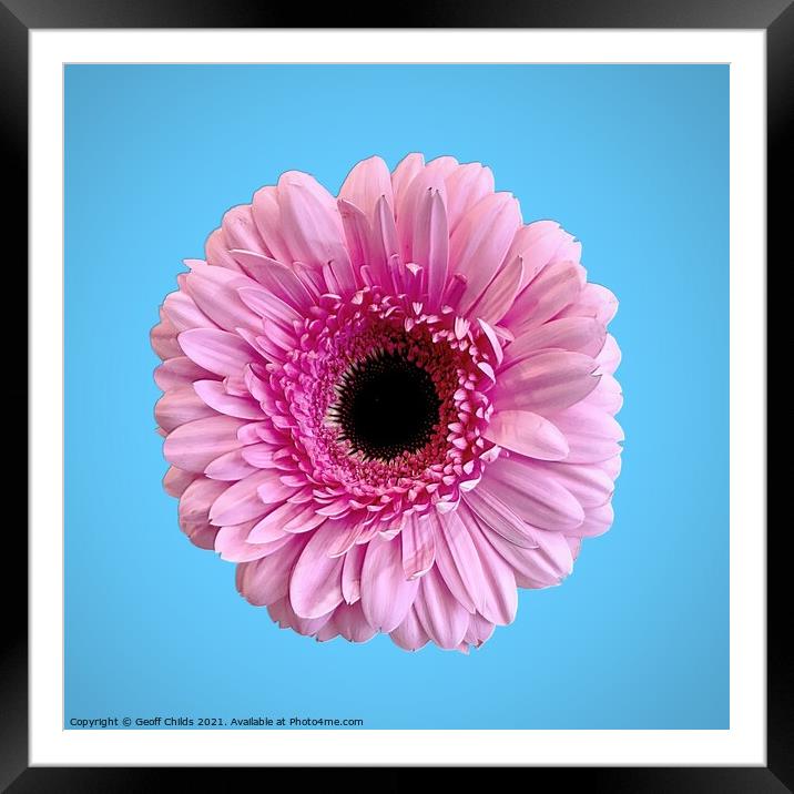 Pretty Pink Gerbera Daisy isolated on blue. Framed Mounted Print by Geoff Childs