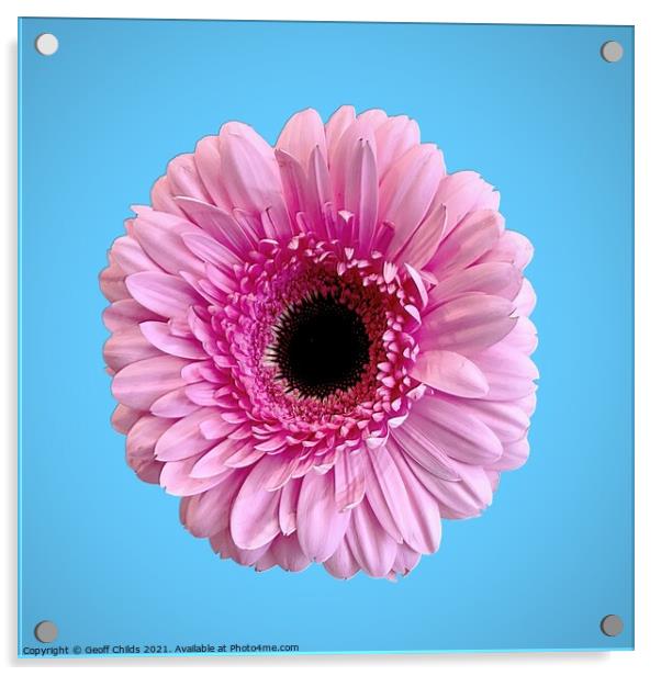 Pretty Pink Gerbera Daisy isolated on blue. Acrylic by Geoff Childs