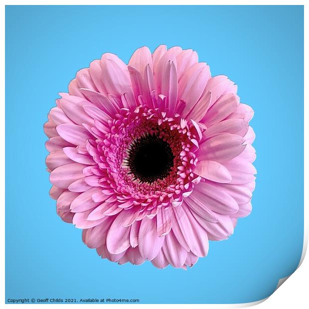 Pretty Pink Gerbera Daisy isolated on blue. Print by Geoff Childs