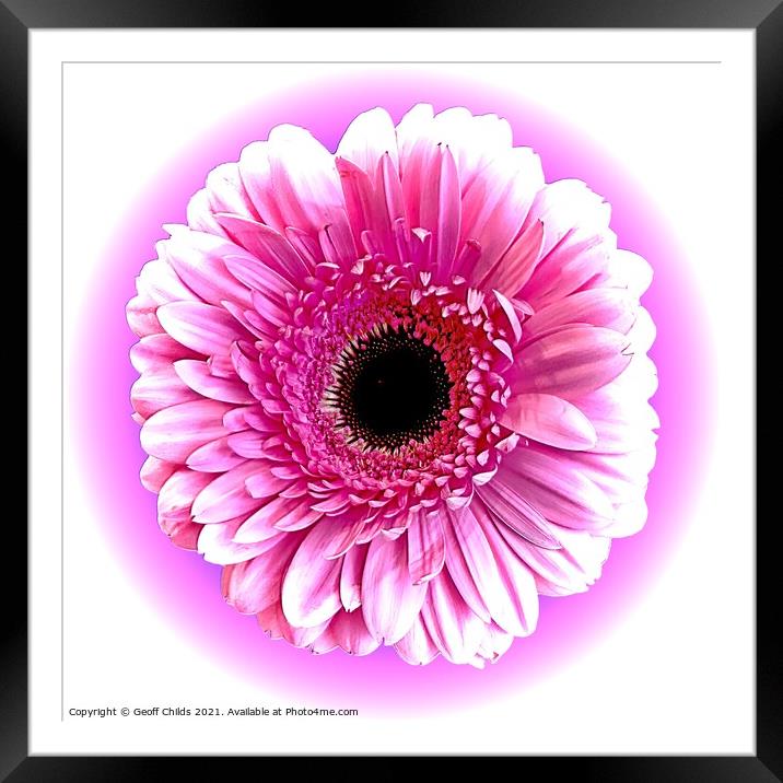 Pretty Pink Gerbera Daisy Framed Mounted Print by Geoff Childs