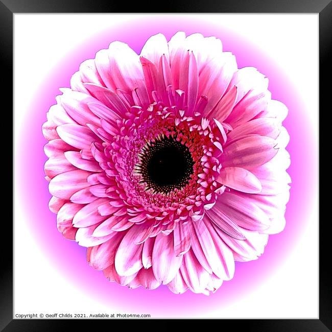 Pretty Pink Gerbera Daisy Framed Print by Geoff Childs