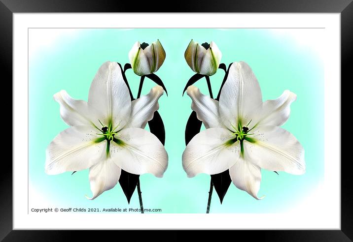 Super large majestic White Madonna Lily Duo. Framed Mounted Print by Geoff Childs