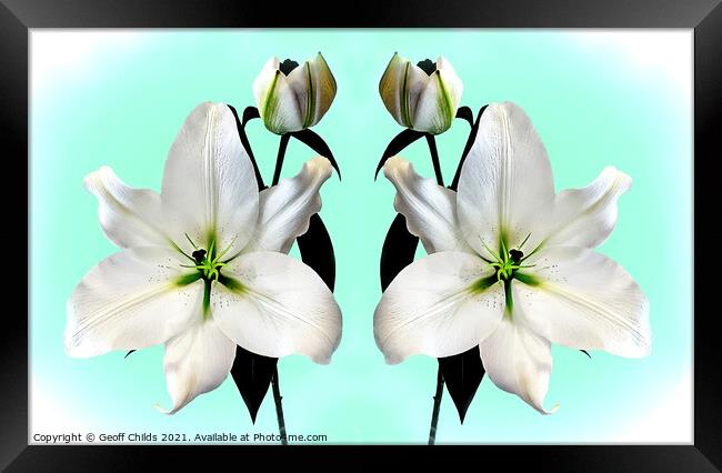 Super large majestic White Madonna Lily Duo. Framed Print by Geoff Childs