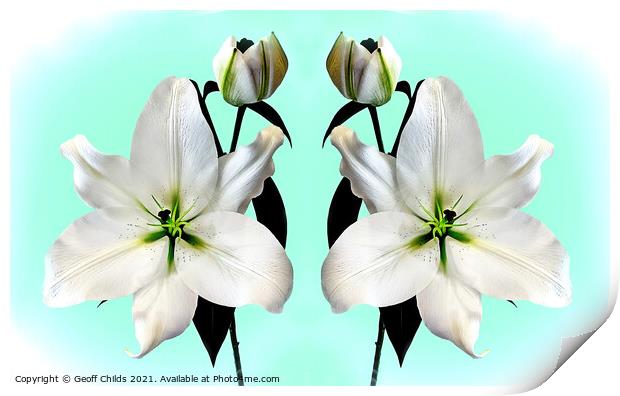 Super large majestic White Madonna Lily Duo. Print by Geoff Childs